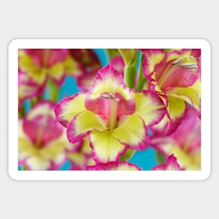 Gladiolus  'Laguna'  Also known as 'Flevo Laguna' Sticker